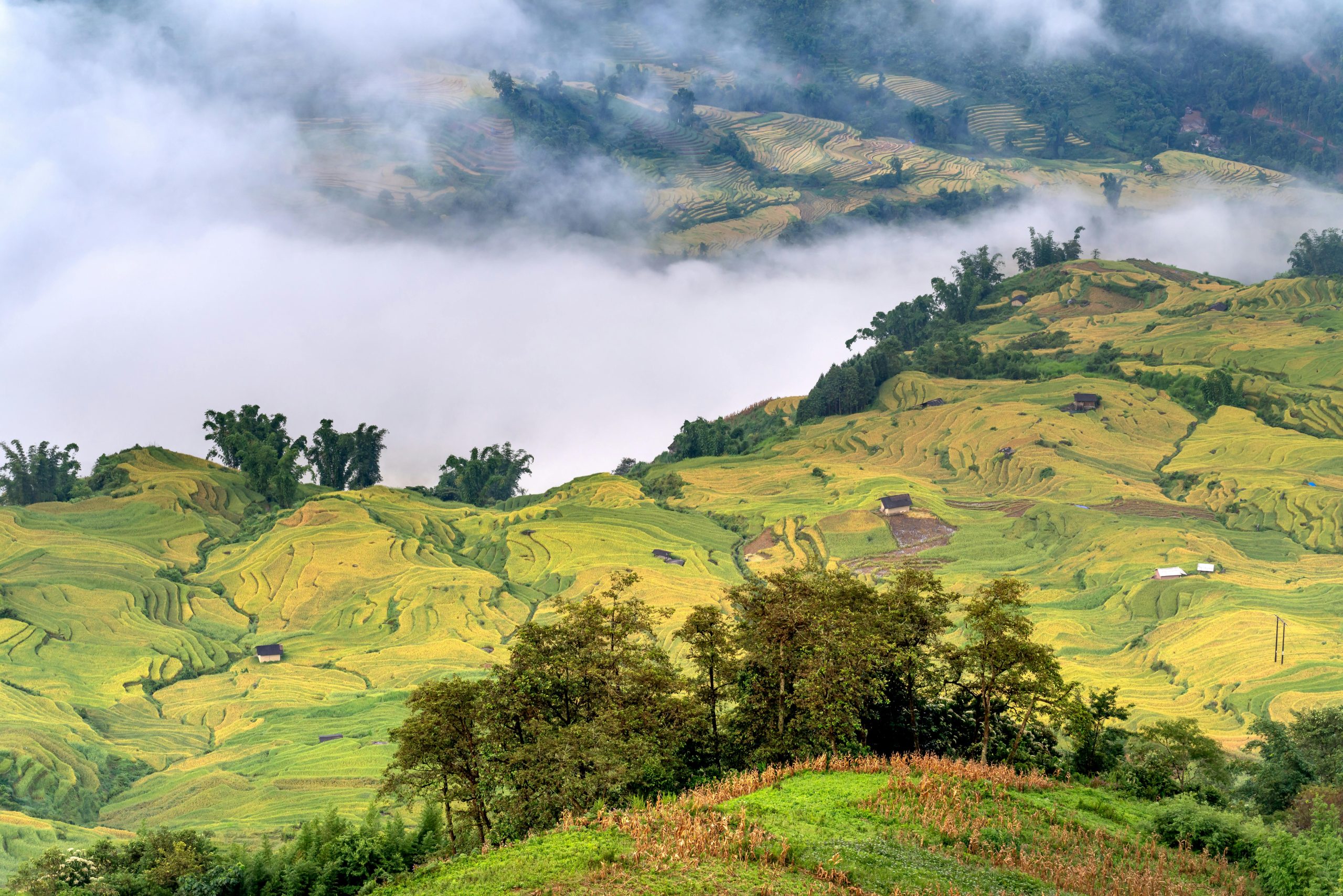 Serene view of lush green rice terraces enveloped in mist, creating a mystical atmosphere.