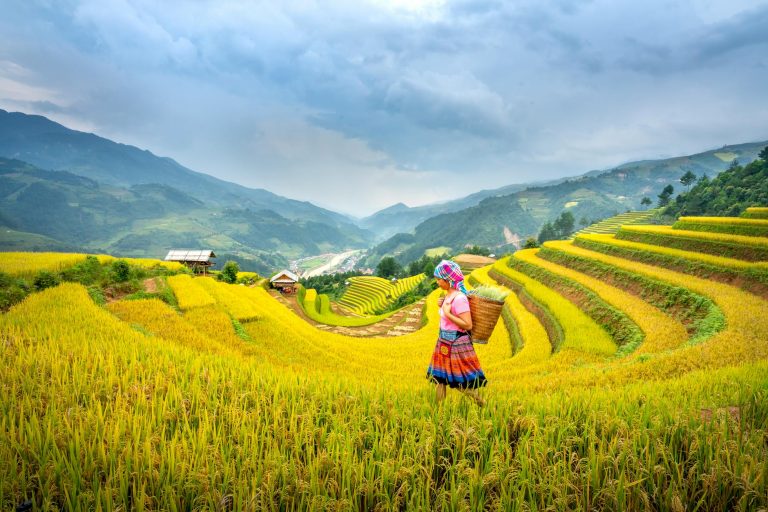 Side view of female worker with basket strolling in grassy tea field with trails during harvest seas