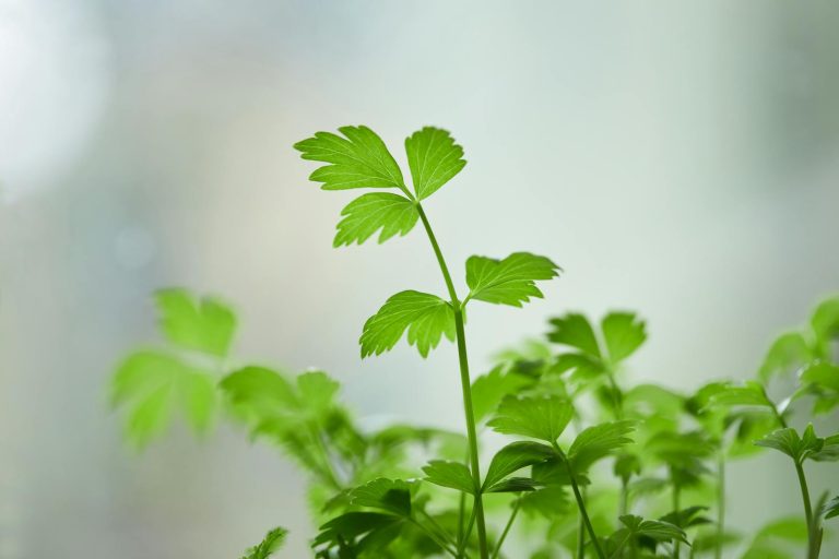 Vibrant close-up of fresh green parsley leaves, perfect for culinary use or botanical studies.