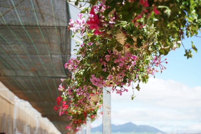 Vibrant pink bougainvillea flowers hang in sunlight with a mountainous backdrop, in a serene greenhouse.